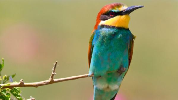 Aves migratorias en España: cuáles son sus rutas, especies más comunes y por qué recorren miles de kilómetros