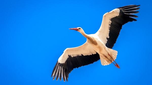 Aves migratorias en España: cuáles son sus rutas, especies más comunes y por qué recorren miles de kilómetros - Ejemplos de especies de aves migratorias de España más conocidas