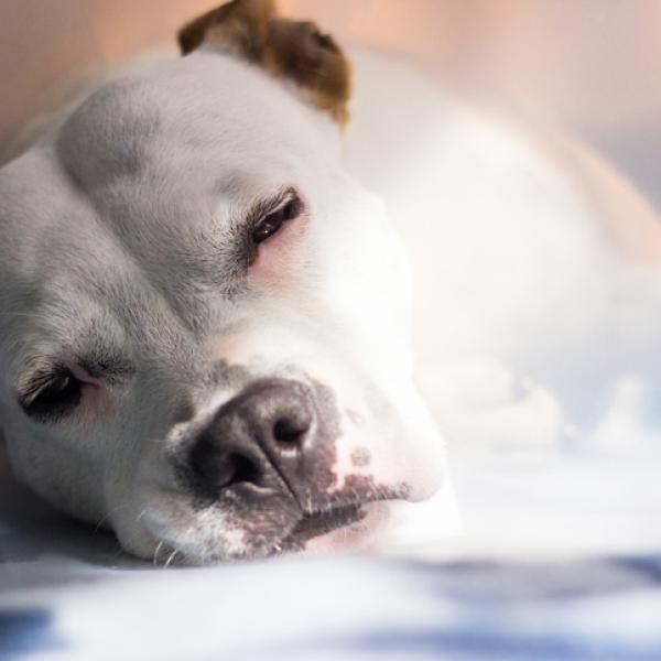 que se le puede dar a un perro con gastroenteritis