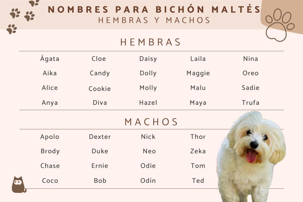 Nombres para bichón maltés