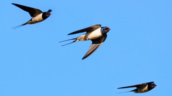 Aves migratorias en España: cuáles son sus rutas, especies más comunes y por qué recorren miles de kilómetros - Principales zonas de rutas de las aves migratorias en España