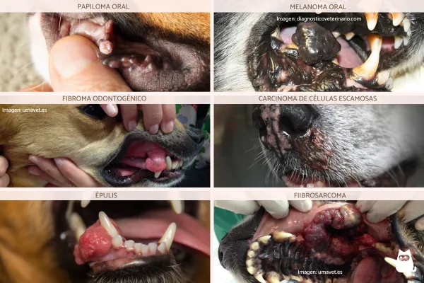 qué causa el cáncer de boca en los perros