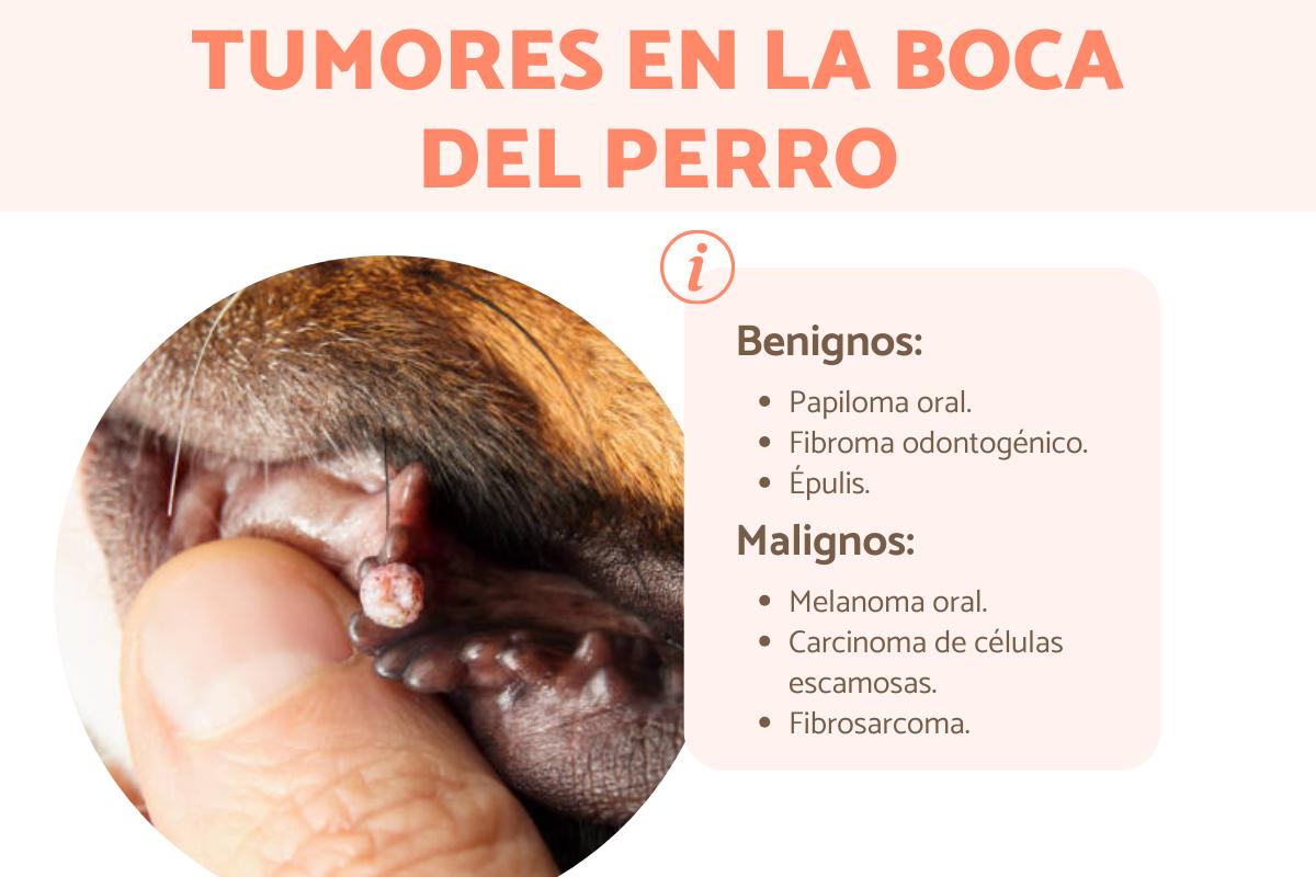 Tumor en la boca en perros: tipos y tratamiento