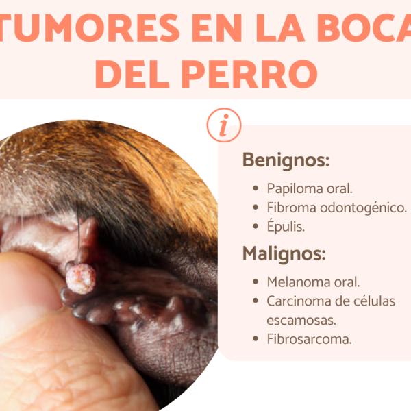 el mal aliento en los perros es un signo de cáncer