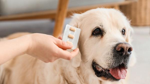 Desparasitación en perros con diarrea: recomendaciones clave para hacerlo bien y cuidar su salud - Cuándo es buena idea desparasitar a un perro con diarrea y cuándo es mejor esperar