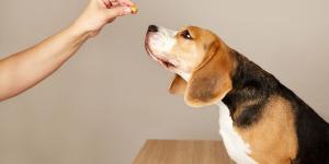 Desparasitación en perros con diarrea: recomendaciones clave hacerlo bien y para cuidar su salud