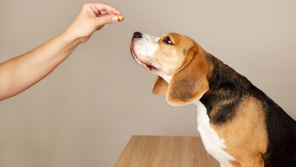 Desparasitación en perros con diarrea: recomendaciones clave para hacerlo bien y cuidar su salud