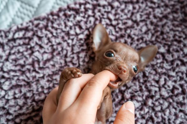 Mi perro muerde a la gente: causas y qué hacer - ¿Hay razas que muerdan más que otras?