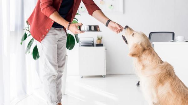 Desparasitación en perros con diarrea: recomendaciones clave para hacerlo bien y cuidar su salud - Las opciones más eficaces para proteger a tu perro de parásitos