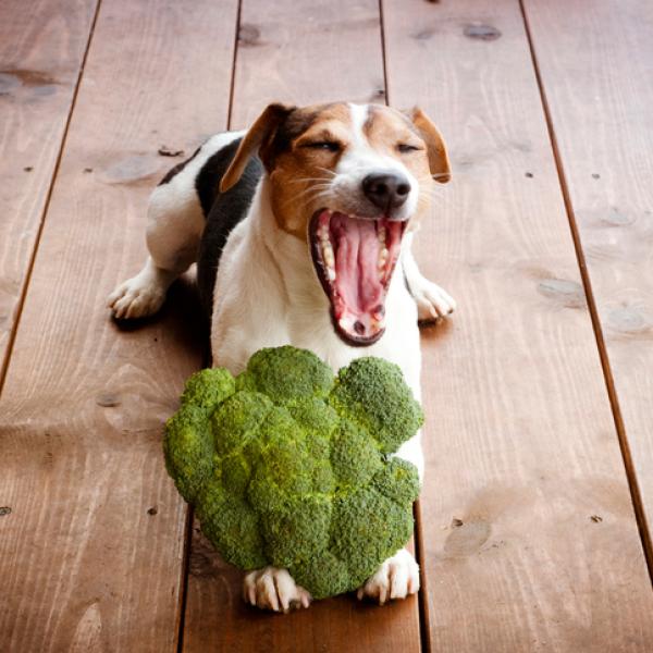 puedo alimentar a mi perro con brócoli y coliflor