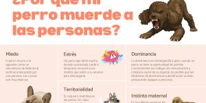 Mi perro muerde a la gente: causas y qué hacer