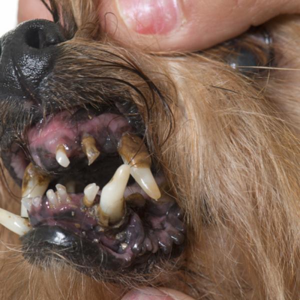 qué haces si los dientes de tu perro se están pudriendo
