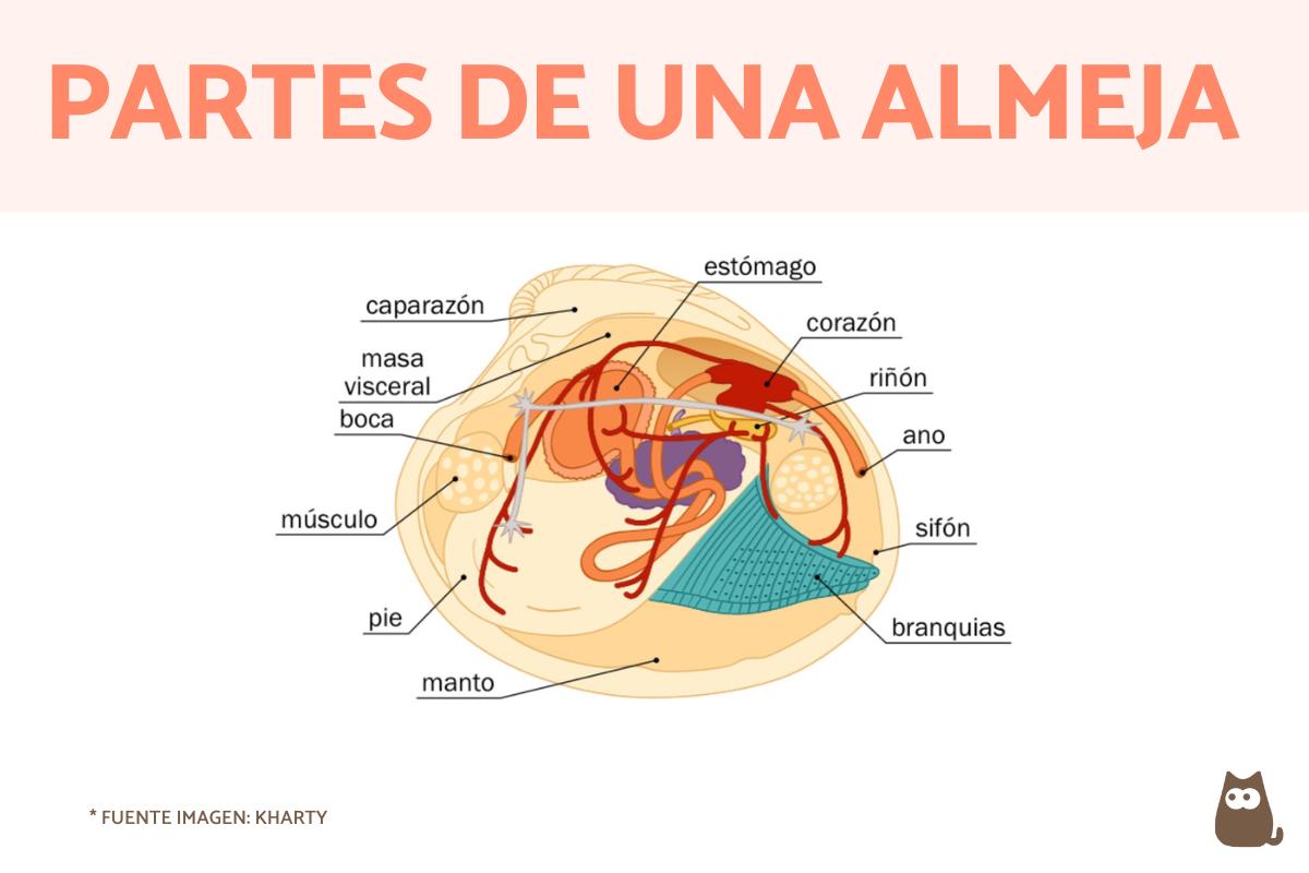 Partes de una almeja