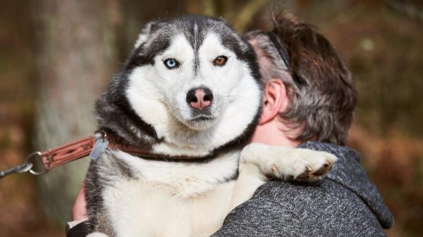 Un estudio revela que los perros todavía conservan ADN de lobo: del husky al chihuahua, estas son las razas con más genes de lobo - ¿El ADN de lobo influye en el comportamiento de los perros?
