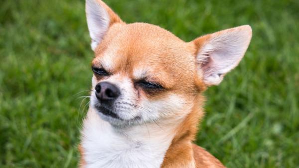Un estudio revela que los perros todavía conservan ADN de lobo: del husky al chihuahua, estas son las razas con más genes de lobo - La genética demuestra que perros y lobos siguen conectados