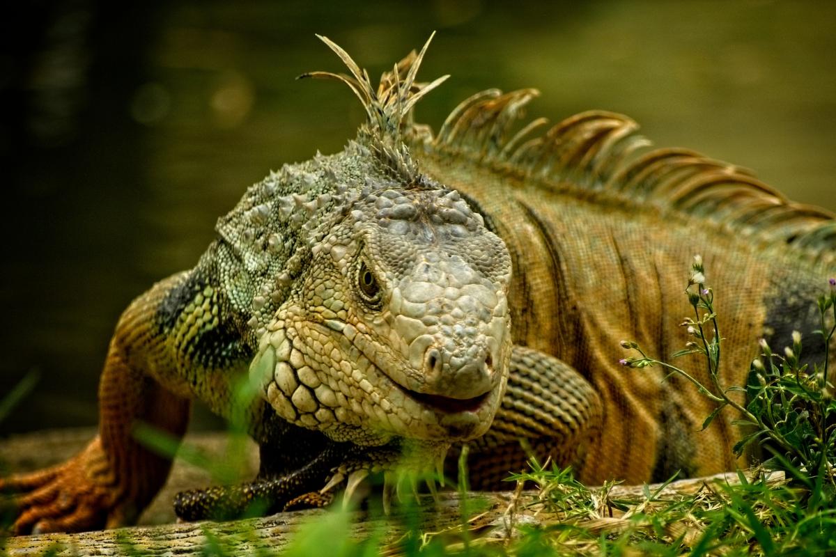 ¿La iguana es un reptil?