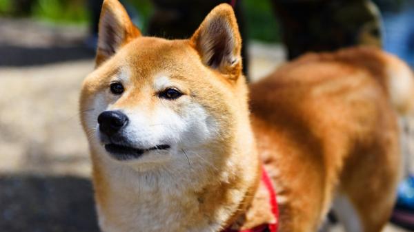 Un estudio revela que los perros todavía conservan ADN de lobo: del husky al chihuahua, estas son las razas con más genes de lobo - Las razas de perro que conservan más ADN de lobo, según el estudio