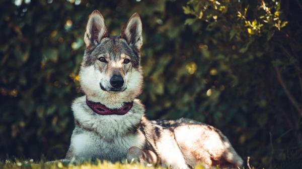 Un estudio revela que los perros todavía conservan ADN de lobo: del husky al chihuahua, estas son las razas con más genes de lobo - Los perros siguieron cruzándose con lobos tras su domesticación