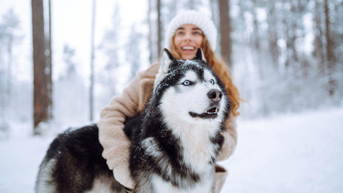 Un estudio revela que los perros todavía conservan ADN de lobo: del husky al chihuahua, estas son las razas con más genes de lobo