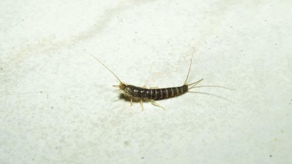 Si ves pececillos de plata en casa, pueden estar revelando un problema que pasa desapercibido: esto es lo que significa - Así es el insecto plateado que aparece en baños, cocinas y rincones