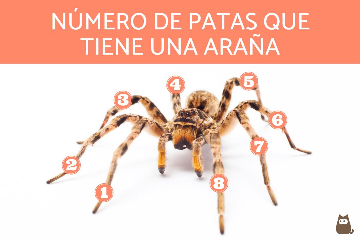 ¿Cuántas patas tiene una araña?