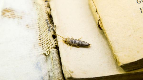 Si ves pececillos de plata en casa, pueden estar revelando un problema que pasa desapercibido: esto es lo que significa - La duda más común: ¿son peligrosos los pececillos de plata?