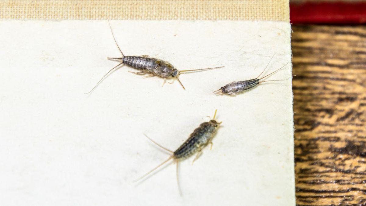Si ves pececillos de plata en casa, pueden estar revelando un problema que pasa desapercibido: esto es lo que significa