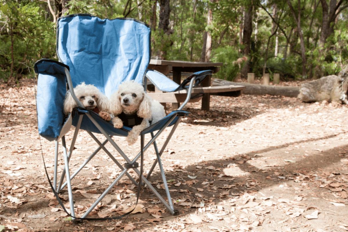 Camping con perros, ¿qué debemos tener en cuenta?