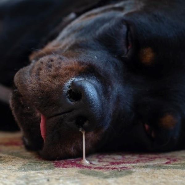 por que mi perro tiene mocos verdes