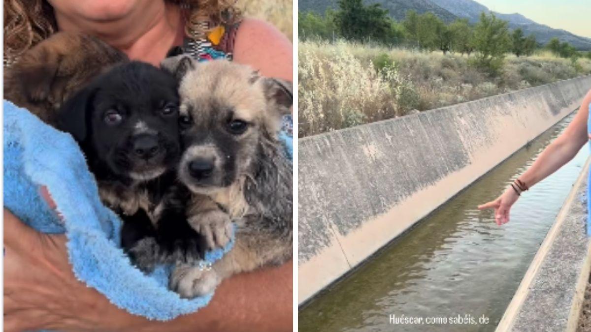 Tiraron una camada de cachorros a un canal para que se ahogara: tres han sido rescatados, pero uno no sobrevivió