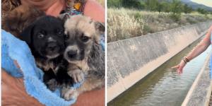 Tiraron una camada de cachorros a un canal para que se ahogara: tres han sido rescatados, pero uno no sobrevivió