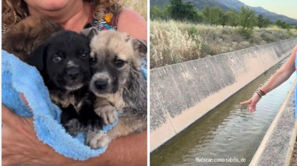 Tiraron una camada de cachorros a un canal para que se ahogara: tres han sido rescatados, pero uno no sobrevivió
