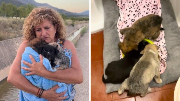 Tiraron una camada de cachorros a un canal para que se ahogara: tres han sido rescatados, pero uno no sobrevivió - Tres cachorros supervivientes que buscan acogida o adopción
