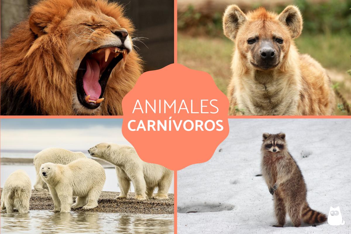 Animales carnívoros - Ejemplos y características
