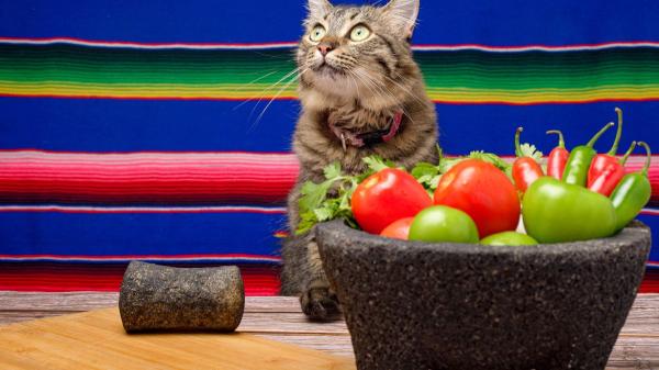Neus Candela, veterinaria: “Dejar siempre el cuenco lleno de comida puede enfermar a tu gato” - Controlar la cantidad diaria de alimento es clave para mantener un peso saludable, según los expertos