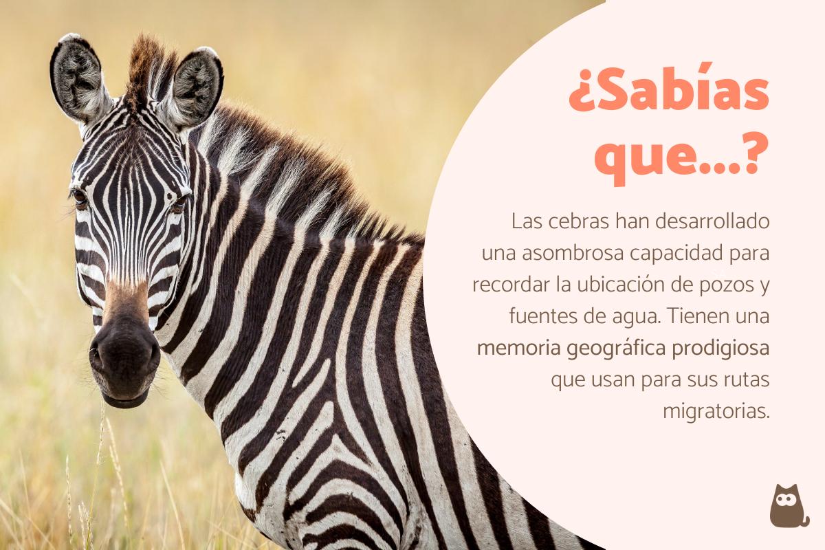 Curiosidades de las cebras