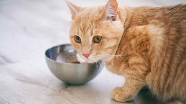 Neus Candela, veterinaria: “Dejar siempre el cuenco lleno de comida puede enfermar a tu gato” - El aburrimiento también puede hacer que tu gato coma más de la cuenta