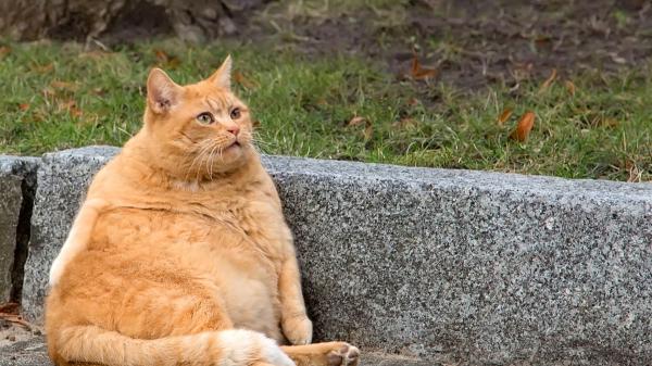 Neus Candela, veterinaria: “Dejar siempre el cuenco lleno de comida puede enfermar a tu gato” - El sobrepeso se ha convertido en uno de los problemas más frecuentes en los gatos domésticos