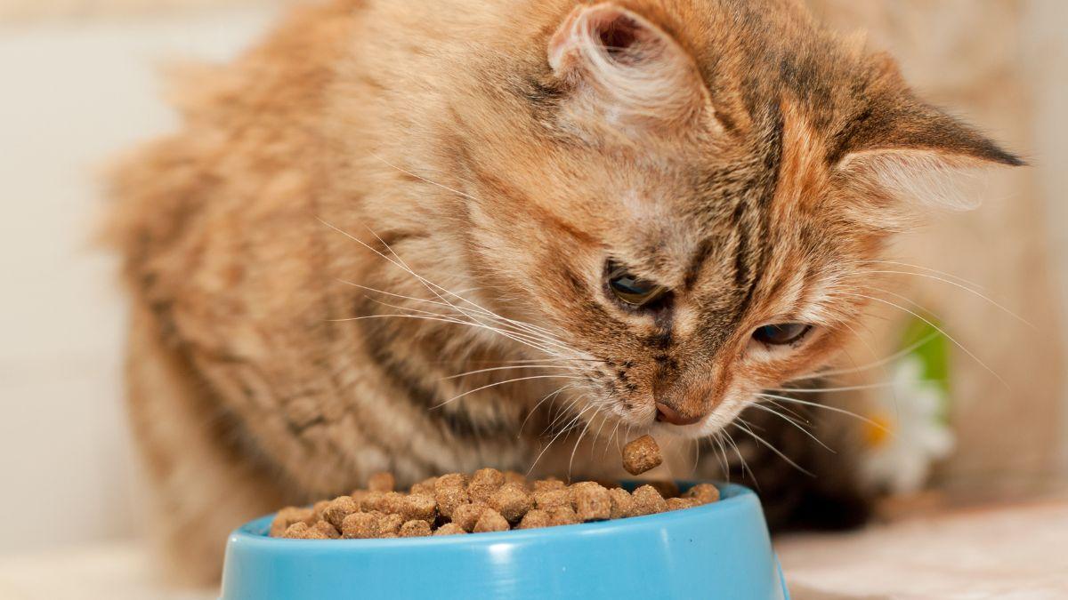 Neus Candela, veterinaria: “Dejar siempre el cuenco lleno de comida puede enfermar a tu gato”