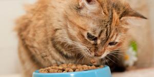 Neus Candela, veterinaria: “Dejar siempre el cuenco lleno de comida puede enfermar a tu gato”