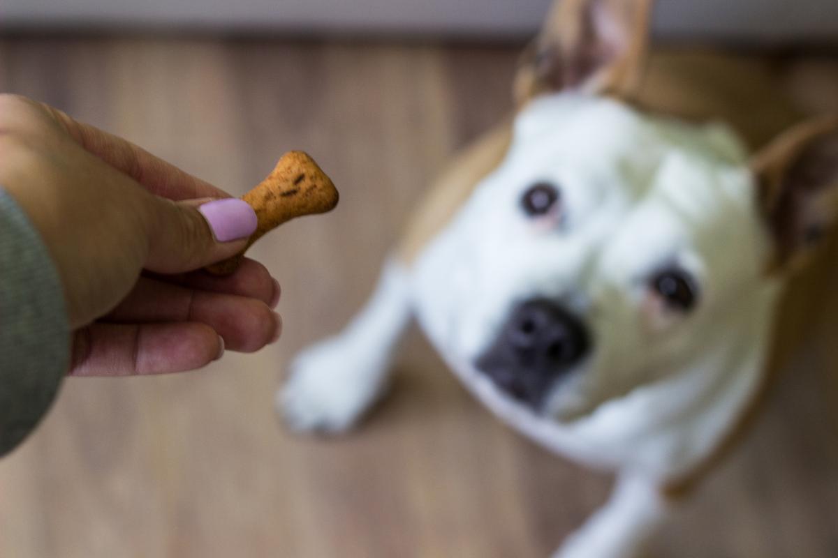 ¿Cómo hacer snacks caseros para perros?