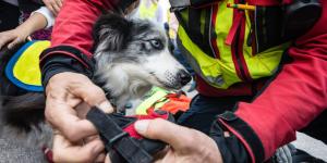 Más de 200 perros y gatos encuentran una segunda oportunidad tras los incendios de Madrid: así se ha organizado la red solidaria que los está salvando