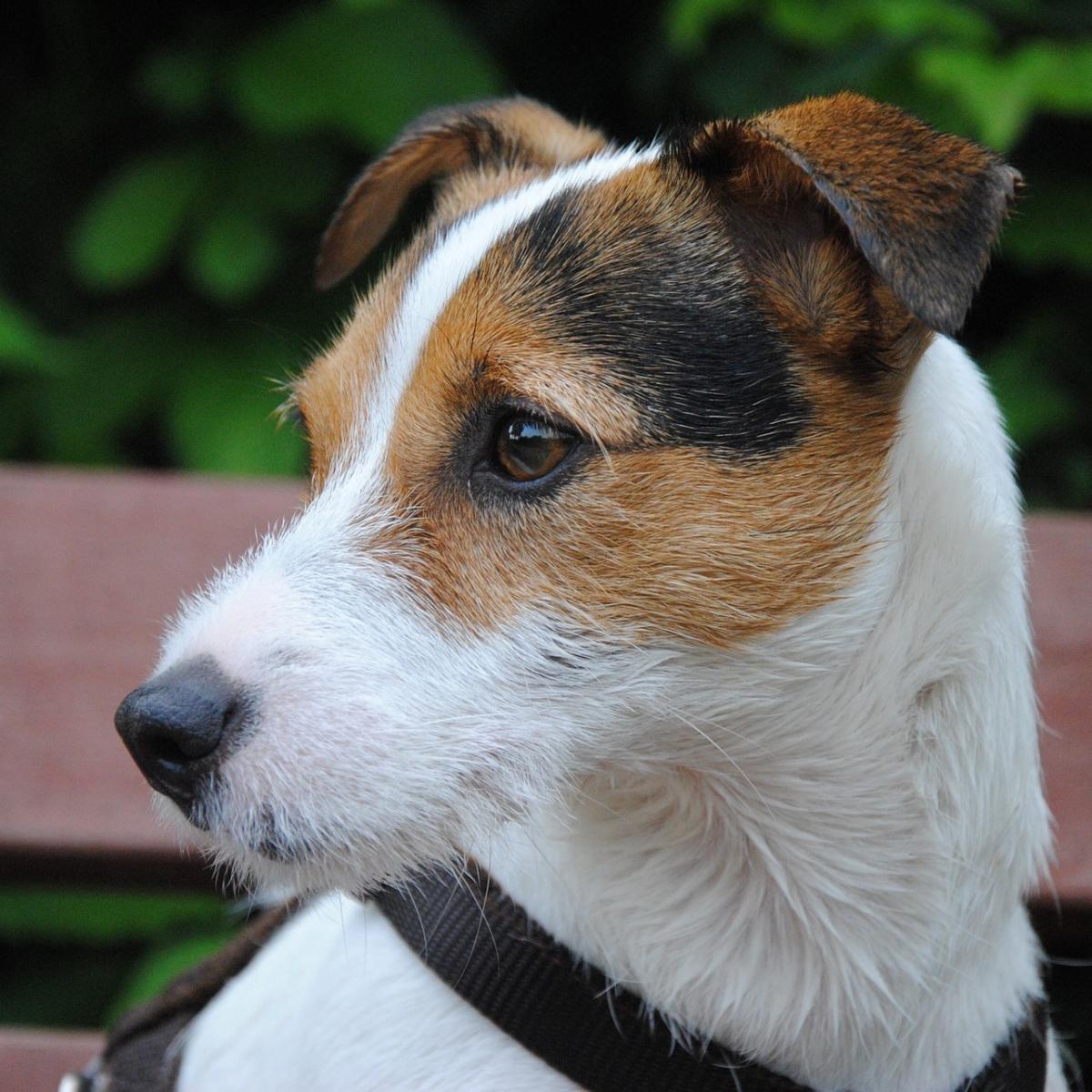 Sordera en perros - Causas, síntomas y tratamiento