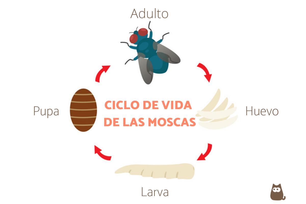 Ciclo de vida de las moscas