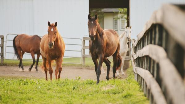 Un santuario de Fuerteventura ofrece alojamiento gratis a cambio de cuidar a más de 200 animales rescatados - Cuidar a más de 200 animales requiere mucho más que pasar tiempo con ellos