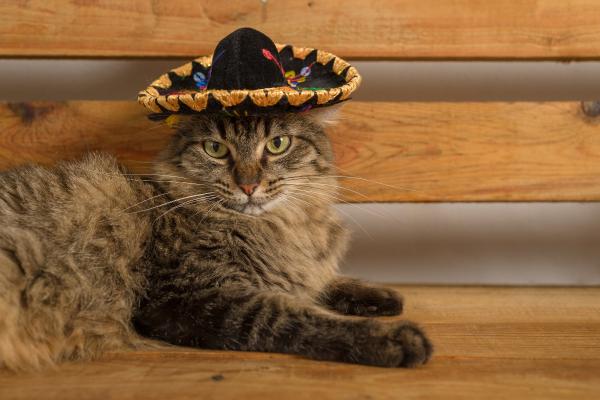 Nombres mexicanos para gatos - Los nombres mexicanos para gatos más comunes