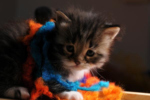 Nombres mexicanos para gatos - Nombres para gatos mexicanos y su significado