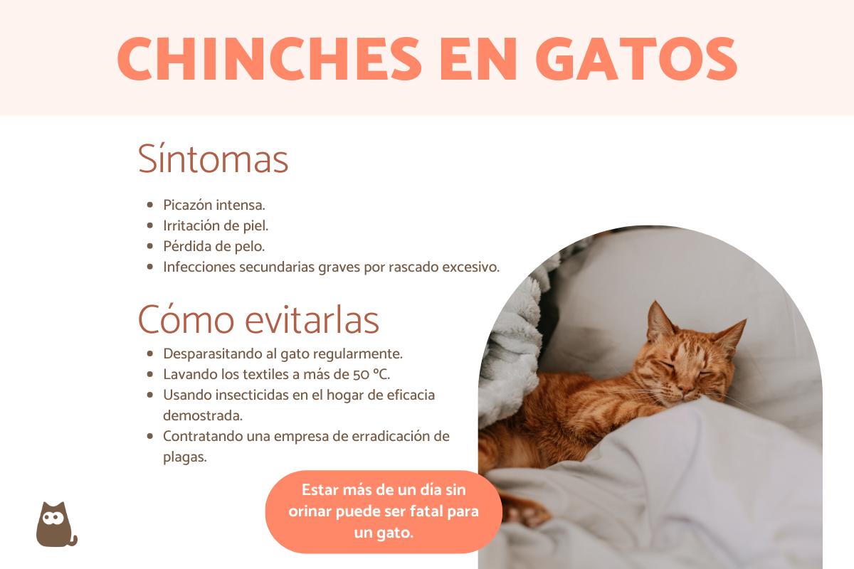 Picadura de chinches en gatos – Síntomas y tratamiento