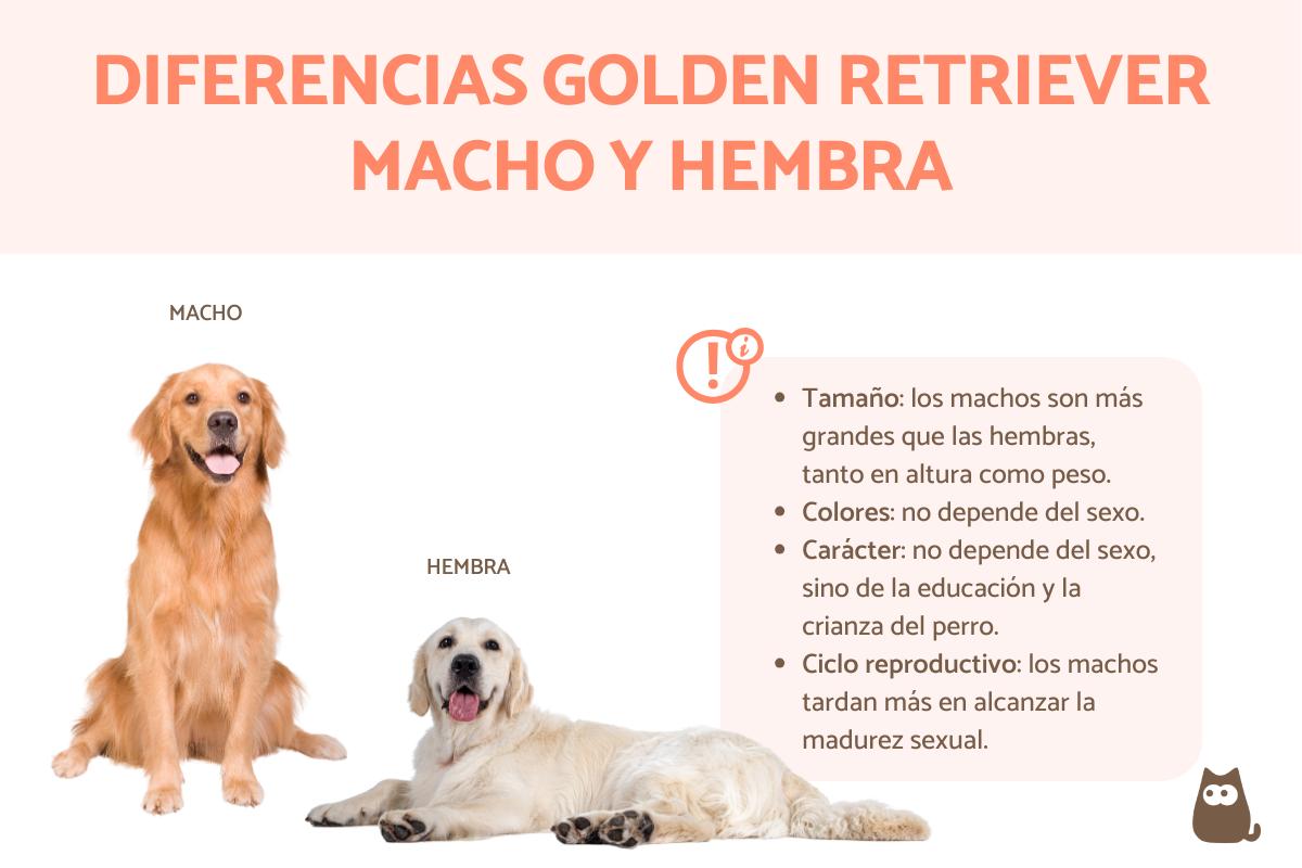Diferencias entre golden retriever macho y hembra