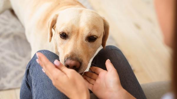 Juan Manuel Liquindoli, educador canino: “Los perros huelen nuestros cambios emocionales y nos consuelan cuando lloramos” - La relación entre perros y humanos, una amistad a través del tiempo